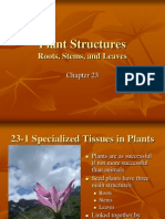 Plant Structures: Roots, Stems, and Leaves