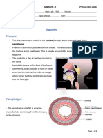 VIII Biology Digestion Handout 2