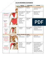 Musculos Miembro Superior