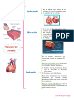 Paredes Del Corazón