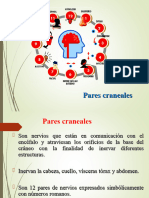 ANÁTOMOFISIOLOGÍA - Pares Craneales