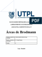 Áreas de Brodmann