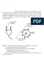 Potenciais e Sinapses