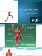 Muscles Anatomy