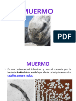 Muermo