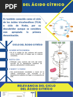 Ciclo de Krebs