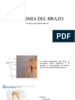 Anatomia Del Brazo