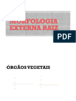 Morfologia Externa Raiz