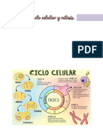 Ciclo Celular y Mitosis 23-09-22