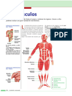 Sistema Muscular