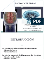 Circulacion Cerebral