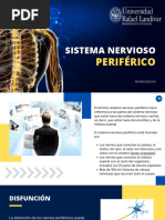 Sistema Nervioso Periférico - 20240816 - 183722 - 0000