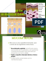 Mucosa Bucal