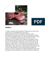 Rafflesia