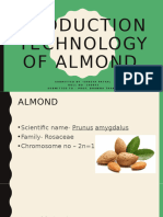 Almond Cultivation 