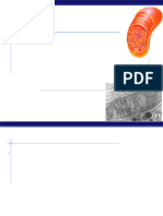 MSC 1st Sem Mitochondria and Cellular Respiration