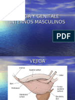 Aparato Genital Masculino y Vejiga