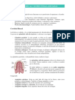 Histología Cavidad Bucal