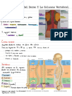 Resumen Anatomia - Aldo Ponce