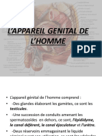 Lappareil Genital de Lhomme Pharmacie Simplifie 2019 2020