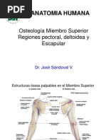 Miembro Superior - OSTEOLOGÍA Y HOMBRO