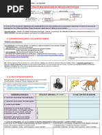 Circuit Nerveux