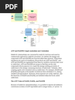 ATP and NADPH Couple Anabolism and Catabolism