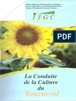 Culture Tournesol Copier Copier