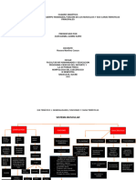 CUADRO SINOPTICO Sistema Muscular