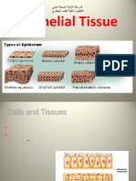 Epithelial Tissue