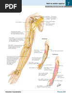 Nerfs Du Membre Supérieur
