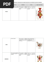 Cuadro Comparativo Ap. Digest. Animales