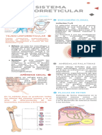 Infografía - Sistema Linforreticular