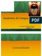 Anatomia de Lengua