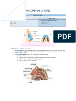 Anatomia de La Nariz