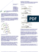 DNA Replication