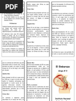 Trifoliar El Embarazo 2