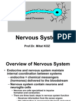 Nervous System (2024)