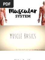 2425 Muscular System Handout