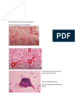 Histologia Del SN