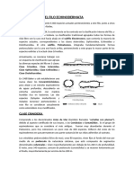 Clasificación Del Filo Echinodermata