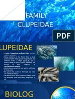 Family Clupeidae