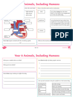 Year 6 Animals Including Humans Revision Activity Mat