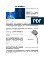 5 Sistema Nervioso