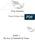 The Humble Frog Dissection 1