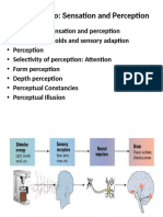 Psyc Unit 2 Sensation and Perception (3)