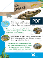 Cool Crocodile Facts for Kids 1