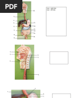 Digestive System - Label Models