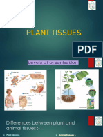 Plant Tissues