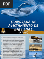 Itinerario Ballenas - 4 Días 2024-1